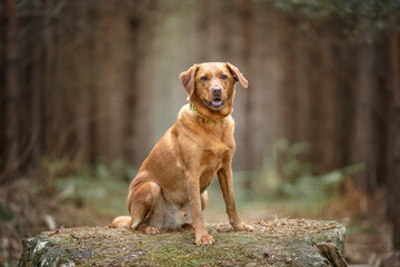 Fox Red Labrador sitting in the forest with a Yellow nervous collar indicator