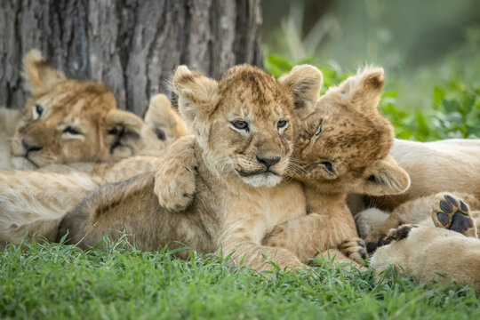 Lion (Panthera leo) cub bites sibling lying under tree, Serengeti National Park; Tanzania