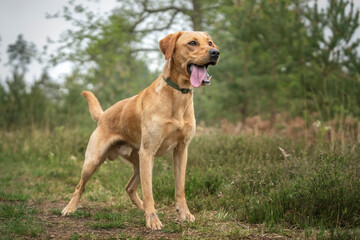 Fox Red Labrador standing in the forest with tongue out - Powered by Adobe
