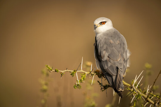 Black-shouldered kite (Elanus caeruleus) perched on thornbush looking left, Serengeti; Tanzania