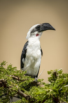 Female Von der Decken's hornbill (Tockus deckeni) on thornbush, Serengeti; Tanzania