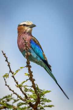 Lilac-breasted roller (Coracias caudatus Linnaeus) perches on branch turning head, Serengeti; Tanzania