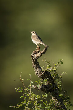Rattling cisticola (Cisticola chiniana) perches on leafy tree stump, Serengeti; Tanzania