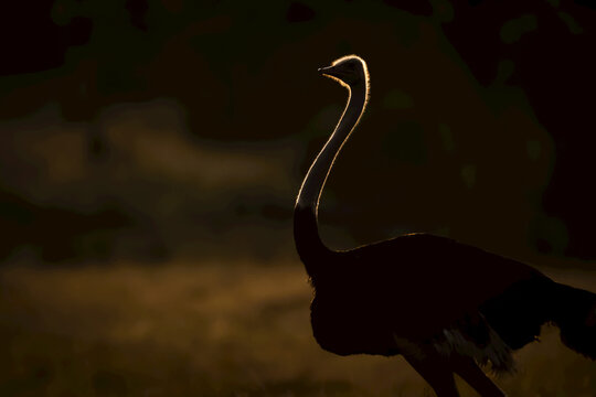 A male ostrich (Struthio camelus) stands silhouetted by the golden light of the sun at dawn. He has black feathers and a long, slim, pink neck, in the Serengeti; Tanzania