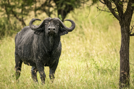 Cape buffalo (Syncerus caffer) stands under tree lifting head, Serengeti; Tanzania