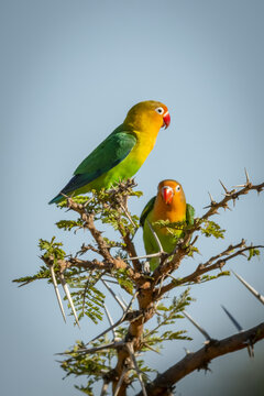 Two Fischer's lovebirds (Agapornis fischeri) perched in thorn tree, Serengeti; Tanzania