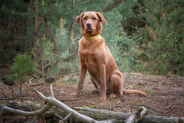 Fox Red Labrador sitting and posing in the forest