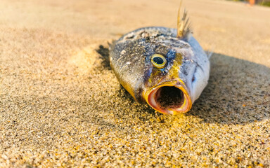 Dead fish washed up on beach lying on sand Mexico.