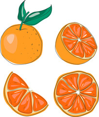 Oranges fruit vector