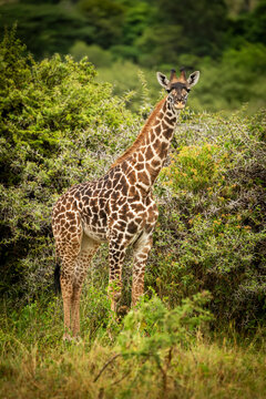 Baby Masai giraffe (Giraffa camelopardalis tippelskirchii,) stands looking towards camera, Cottar's 1920s Safari Camp, Maasai Mara National Reserve; Kenya