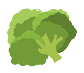 beautiful green broccoli