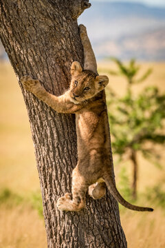 Lion cub (Panthera leo) looks back climbing tree trunk, Grumeti Serengeti Tented Camp, Serengeti National Park; Tanzania