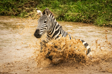 Plains zebra (Equus quagga) struggles across river in spray, Cottar's 1920s Safari Camp, Maasai Mara National Reserve; Kenya