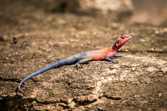 Spider-Man agama (Agama mwanzae)  lies on rock in sunshine, Cottar's 1920s Safari Camp, Maasai Mara National Reserve; Kenya