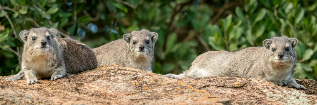 Three rock hyrax (Procavia capensis) on rock near trees, Klein's Camp, Serengeti National Park; Tanzania