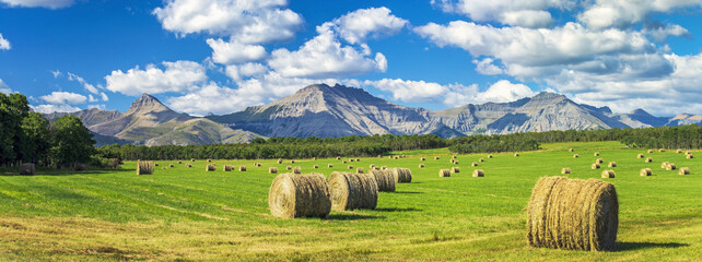 Panorama of hay bales in a green field with mountains, blue sky and clouds in the background, North of Waterton; Alberta, Canada