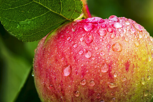 Close-up of an apple on tree branch with water droplets; Calgary, Alberta, Canada