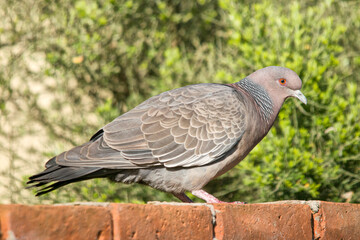 picazuro dove perched on a red brick wall 