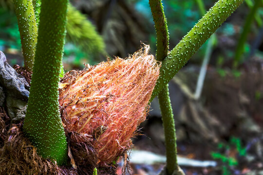 Close-up of a succulent pod; Cornwall County, England