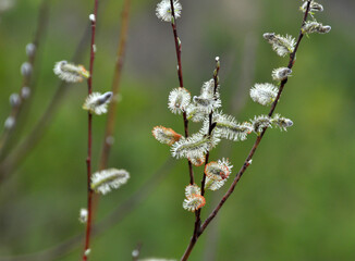 Purple willow (Salix purpurea) grows in nature