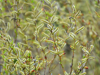 Purple willow (Salix purpurea) grows in nature