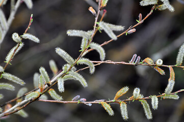 Purple willow (Salix purpurea) grows in nature