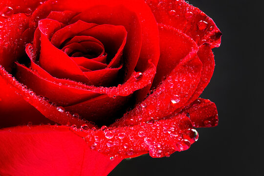 Close up of a red rose with water droplets on a black background; Studio