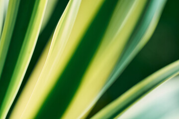 Natural Texture Background green and yellow yuka close-up