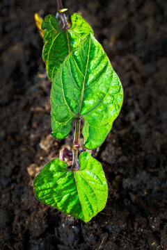 Close up of a bean seedling in soil; Calgary, Alberta, Canada