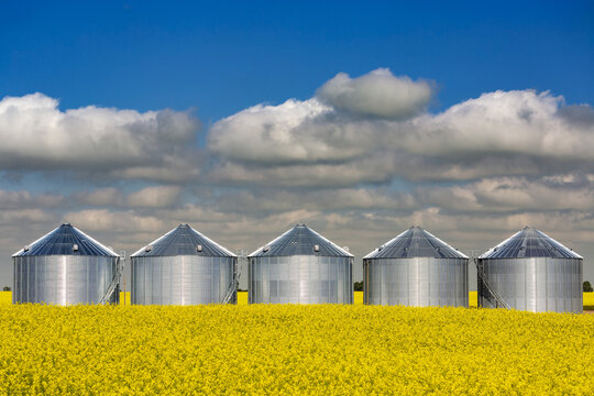 A row of shiny large metal grain bins in a flowering canola field with clouds and blue sky; East of Calgary, Alberta, Canada