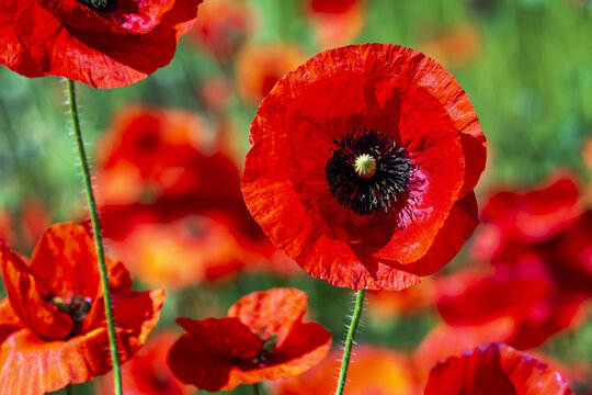 Close up of a red poppy flower; Calgary, Alberta, Canada