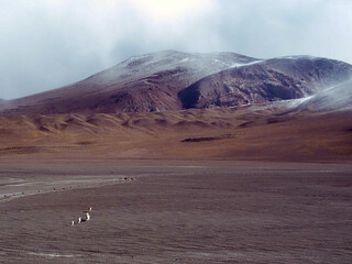 Llamas in Eduardo Avaroa's national park. Andes and volcanoes