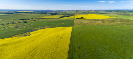 Aerial view of flowering canola fields with green fields with blue sky; North of Calgary, Alberta, Canada