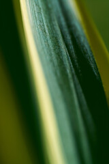 Natural Texture Background green and yellow yuka closeup