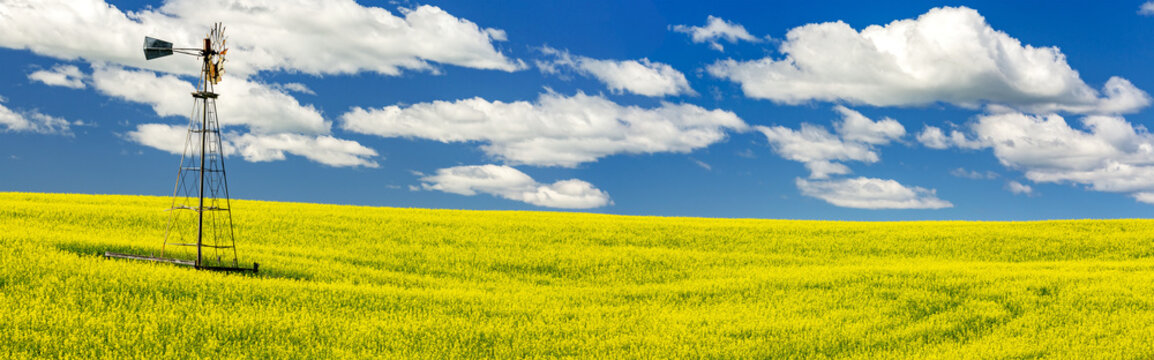 Panorama of a flowering canola field with an old wind mill tower in the middle, with a blue sky and white, puffy clouds; North of Three Hills, Alberta, Canada