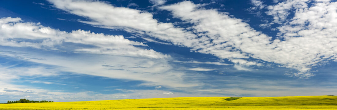 Panorama of a flowering canola field with long dramatic clouds and blue sky; North of Calgary, Alberta, Canada