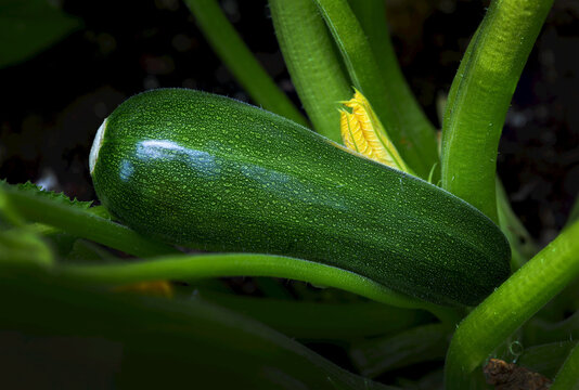 Close up of a zucchini (Cucurbita Pepo) on the vine in a garden; Calgary, Alberta, Canada