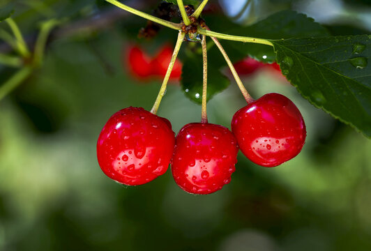 Close up of red cherries hanging on a tree with water droplets; Calgary, Alberta, Canada