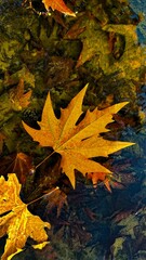 autumn leaves on water