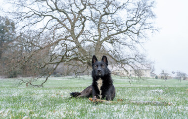 portait d'un chien loup sous un temps hivernal