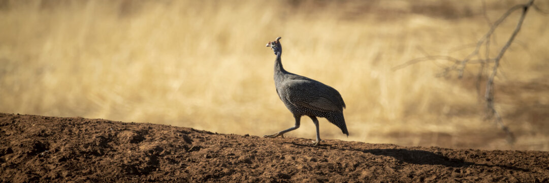 Panorama of helmeted guineafowl (Numida meleagris) running up slope; Otavi, Otjozondjupa, Namibia