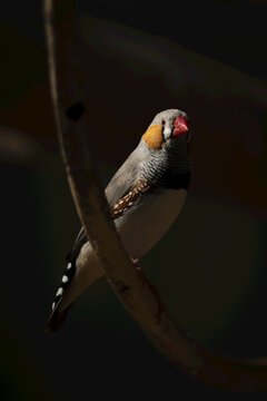 Male zebra finch (Taeniopygia guttata) in sunlight on branch; Otavi, Otjozondjupa, Namibia