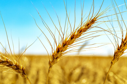 Close up of ripe wheat head in a field with blue sky, East of Calgary; Alberta, Canada
