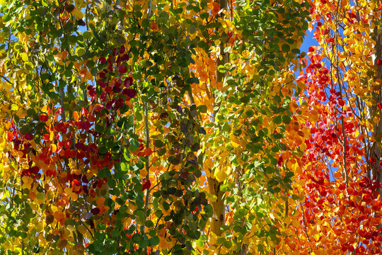 Close up of different autumn colours on a row of columnar aspen trees; Calgary, Alberta, Canada