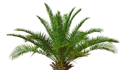 Palmier des Canaries Phoenix canariensis	