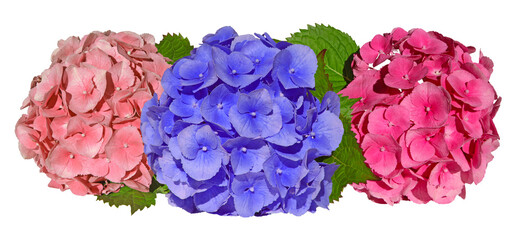 Fleurs d'hortensias de trois couleurs différentes