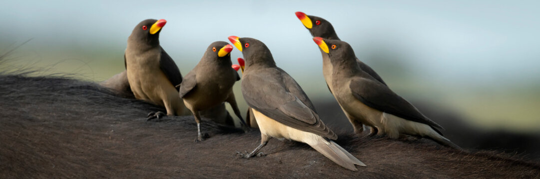 Panorama close-up of a group of yellow-billed oxpeckers (Buphagidae africanus) perched on the back of a cape buffalo (Syncerus caffer caffer); Narok, Masai Mara, Kenya