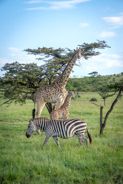 Masai giraffe and baby (Giraffa tippelskirchi) stand near zebra (Equus quagga); Narok, Masai Mara, Kenya