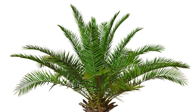Palmier des Canaries Phoenix canariensis	