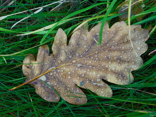 A slightly rotten oak leaf covered with drops lying in the grass